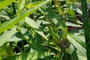 Native perennials to support local pollinators and butterflies.