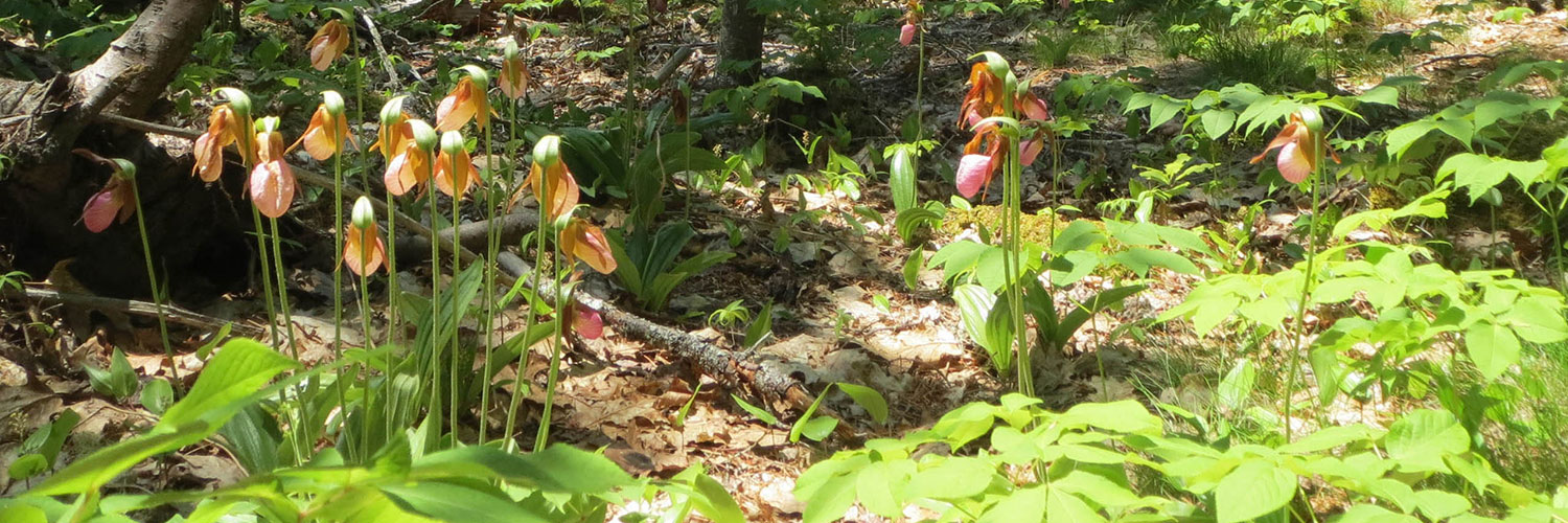 Lady slippers outside the cottage